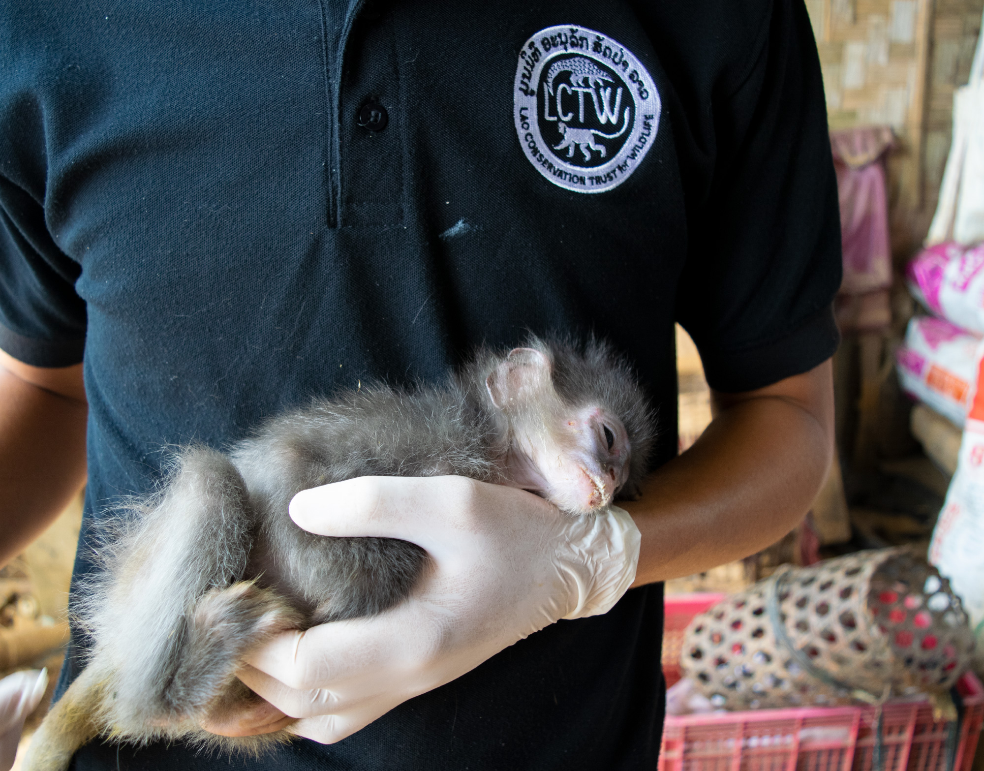 Langur rescued from the pet trade