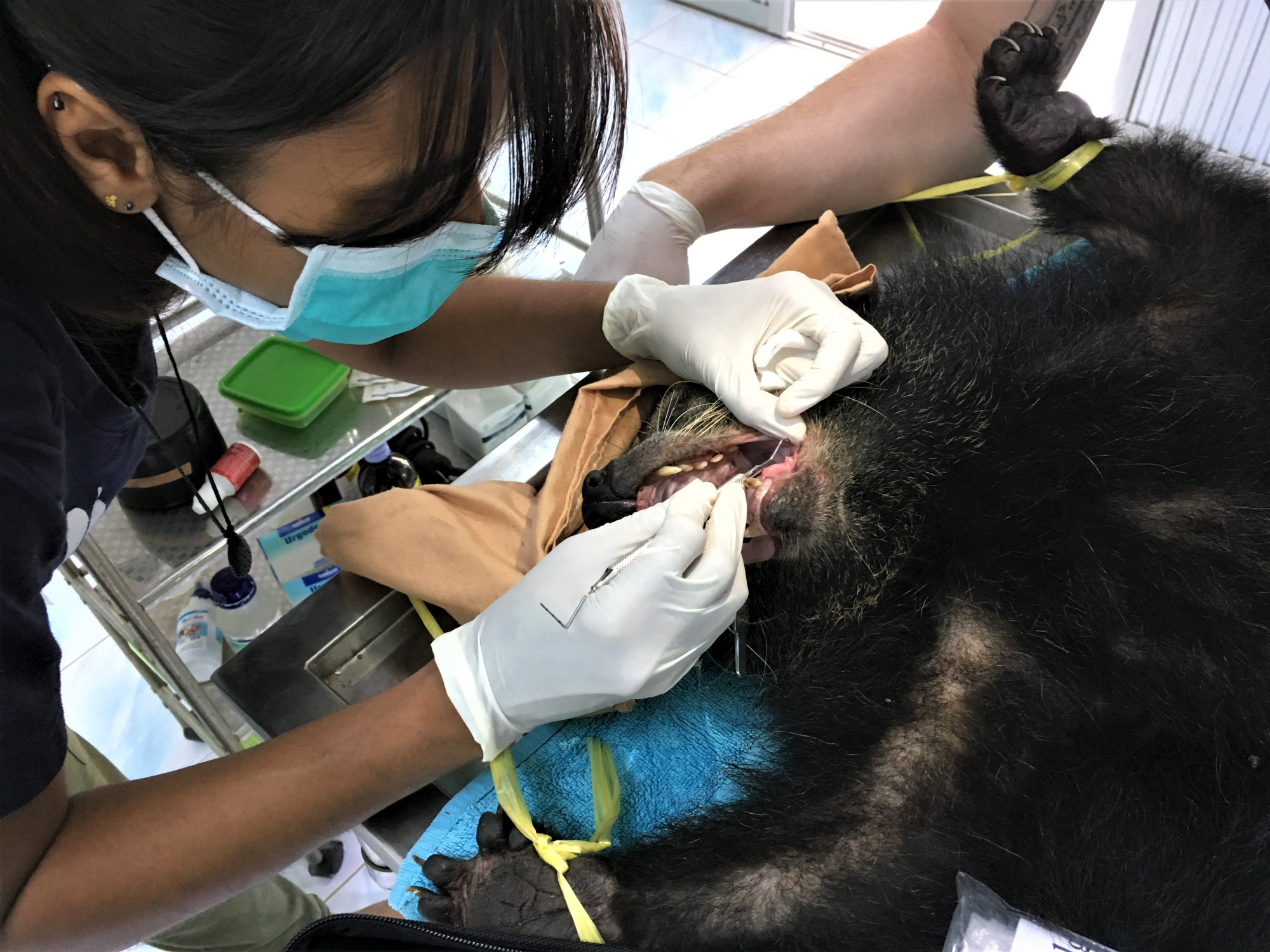 A vet cleans a bear's teeth