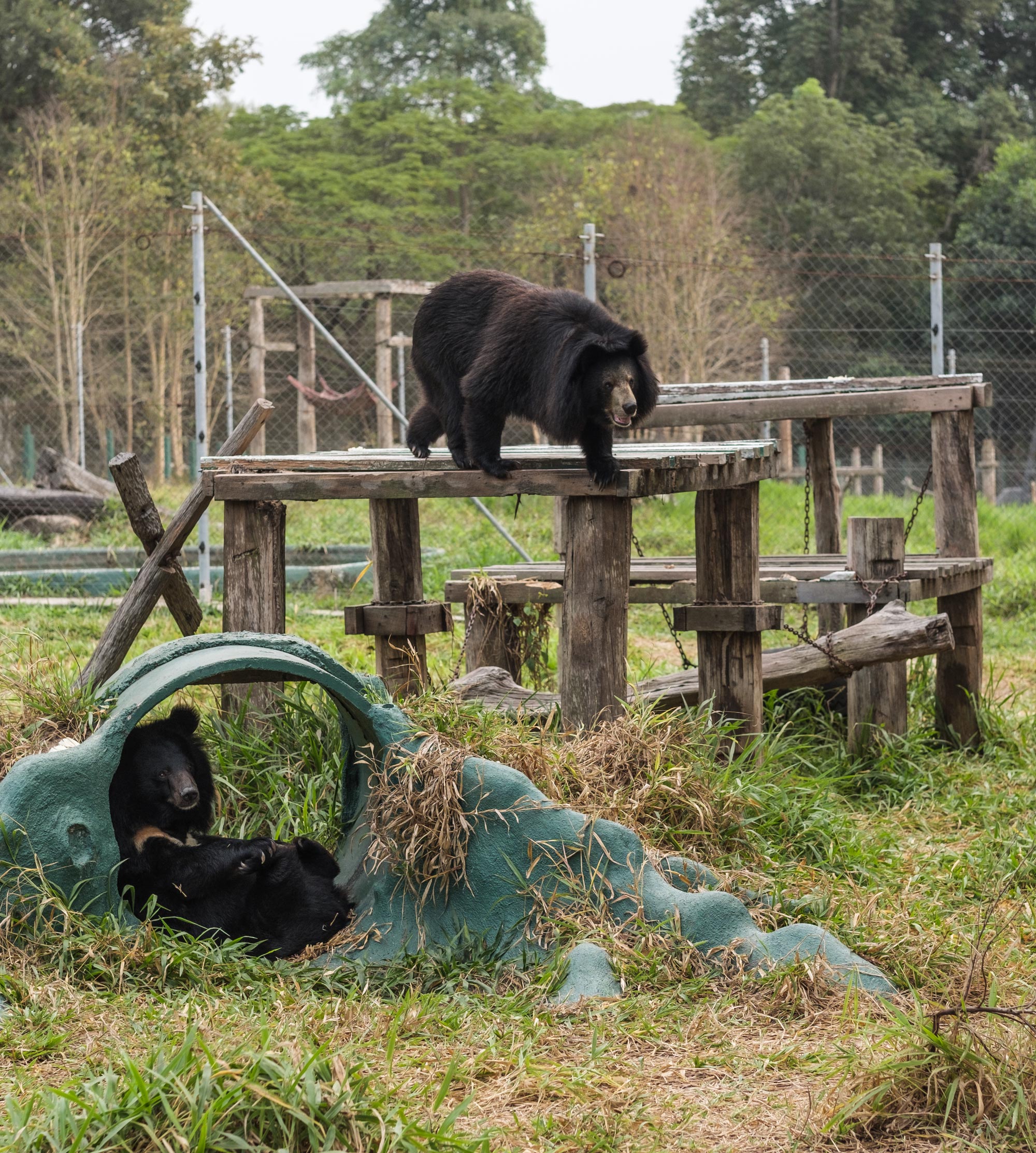 Asiatic black bears